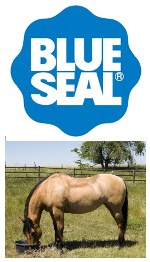 Logo Blue Seal Logo Blue Seal